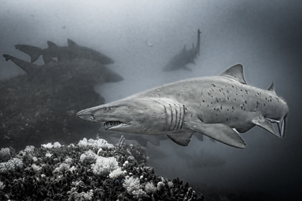 49a2fa182d25387bbdceb5533134199b_2 김금진 Ragged tooth shark, 남아공 사딘런.jpg